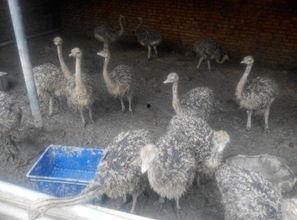 小鸵鸟视频,憨态可掬的动物明星