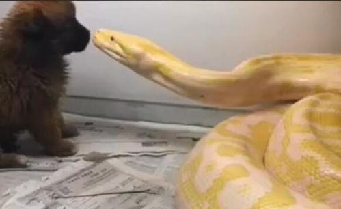 狗喂蛇视频